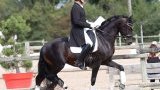 Stages de dressage / Travail sur le plat